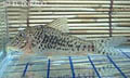 Corydoras sarareensis